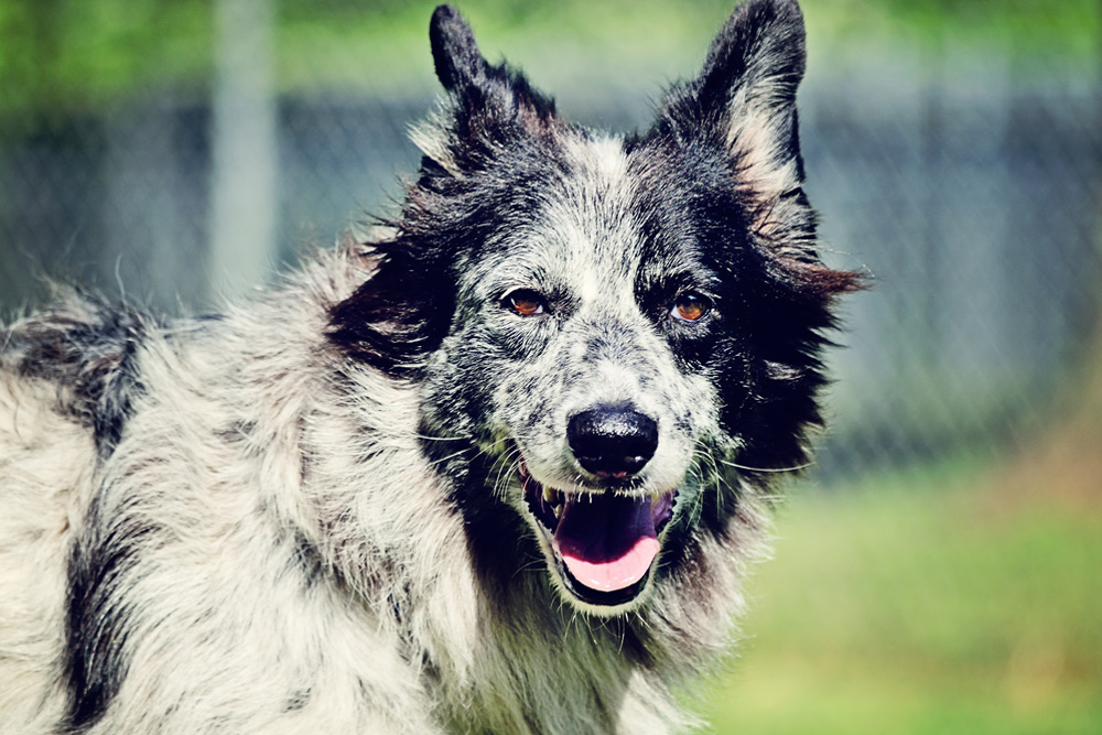 The Best PetFriendly Hotels In North Charleston PatchPets