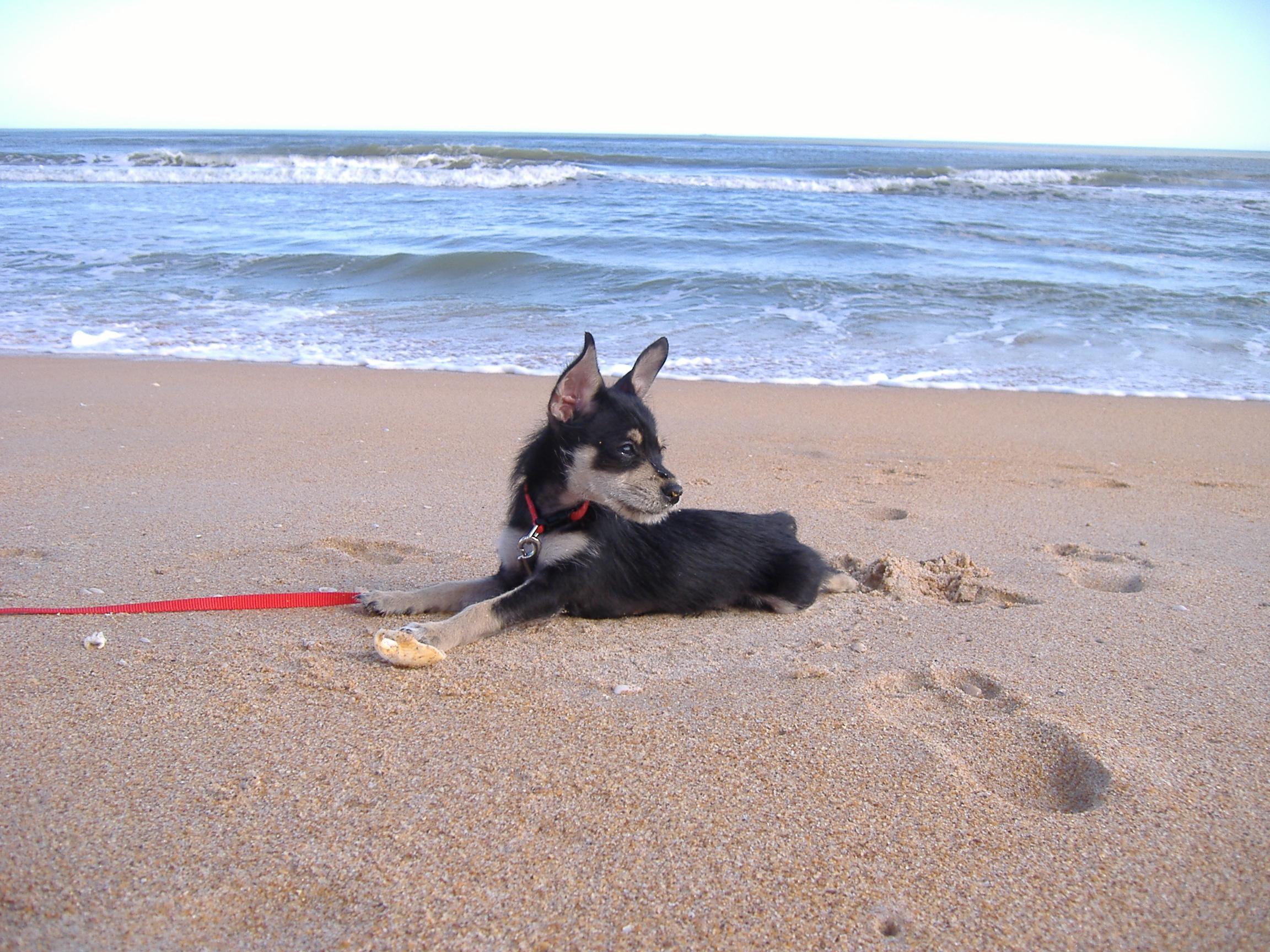 Hilton Daytona A PetFriendly Hotel PatchPets