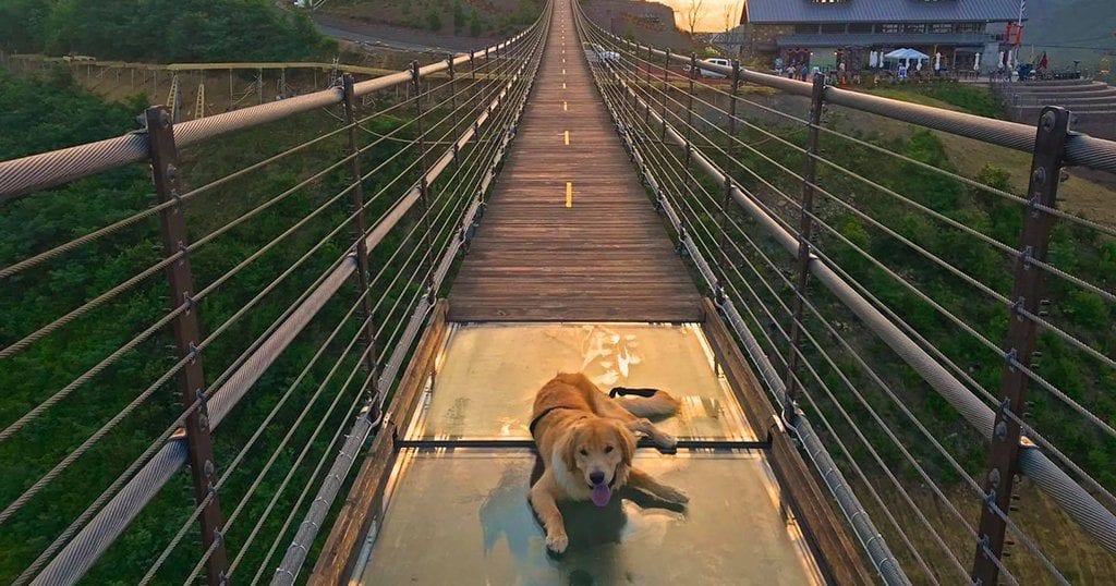 A Guide To PetFriendly Activities In Gatlinburg Tennessee PatchPets