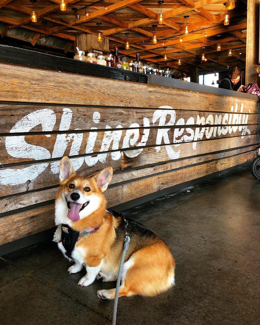 A Guide To PetFriendly Activities In Gatlinburg Tennessee PatchPets