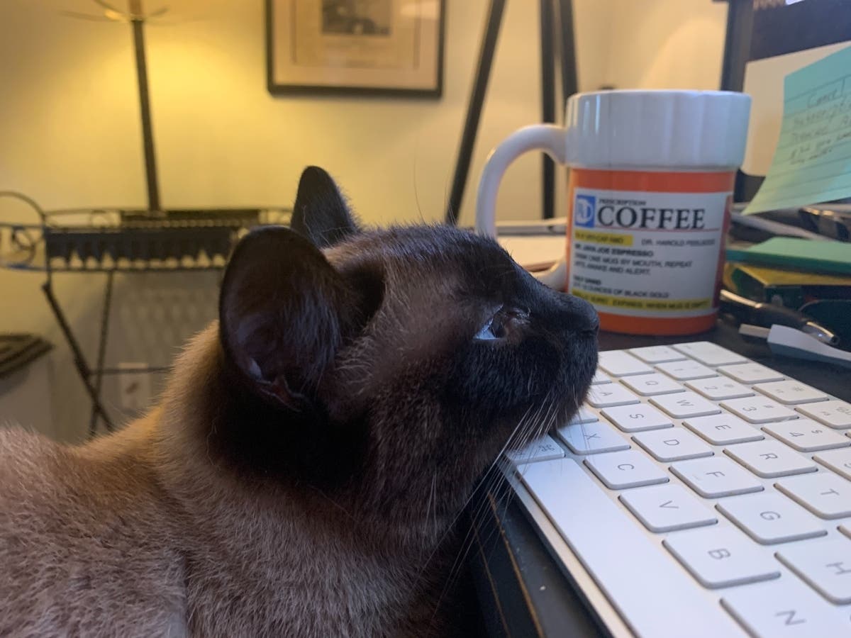 PetFriendly Hotels In St Pete Beach Find The Perfect Place For You