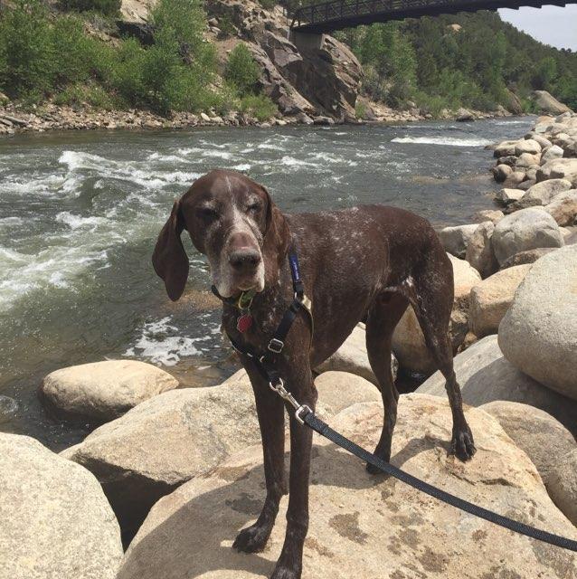 Is The Super 8 In Buena Vista Pet Friendly? PatchPets