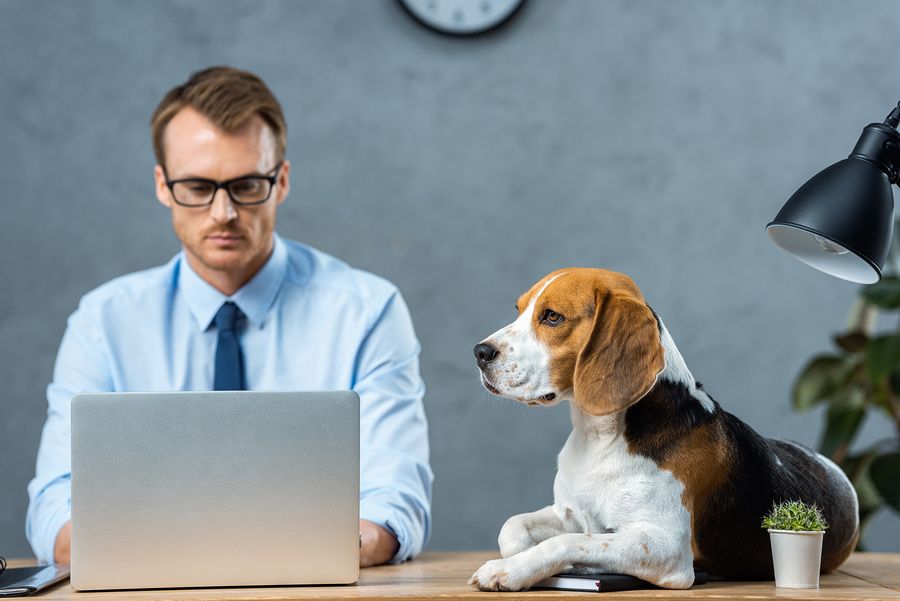 Discover The Benefits Of Bringing Your Pet To Work A Guide For Pet