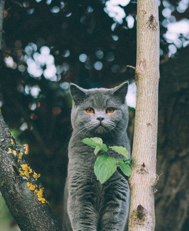 A Look Into The History Of Immigration Policies And Pet Ownership How