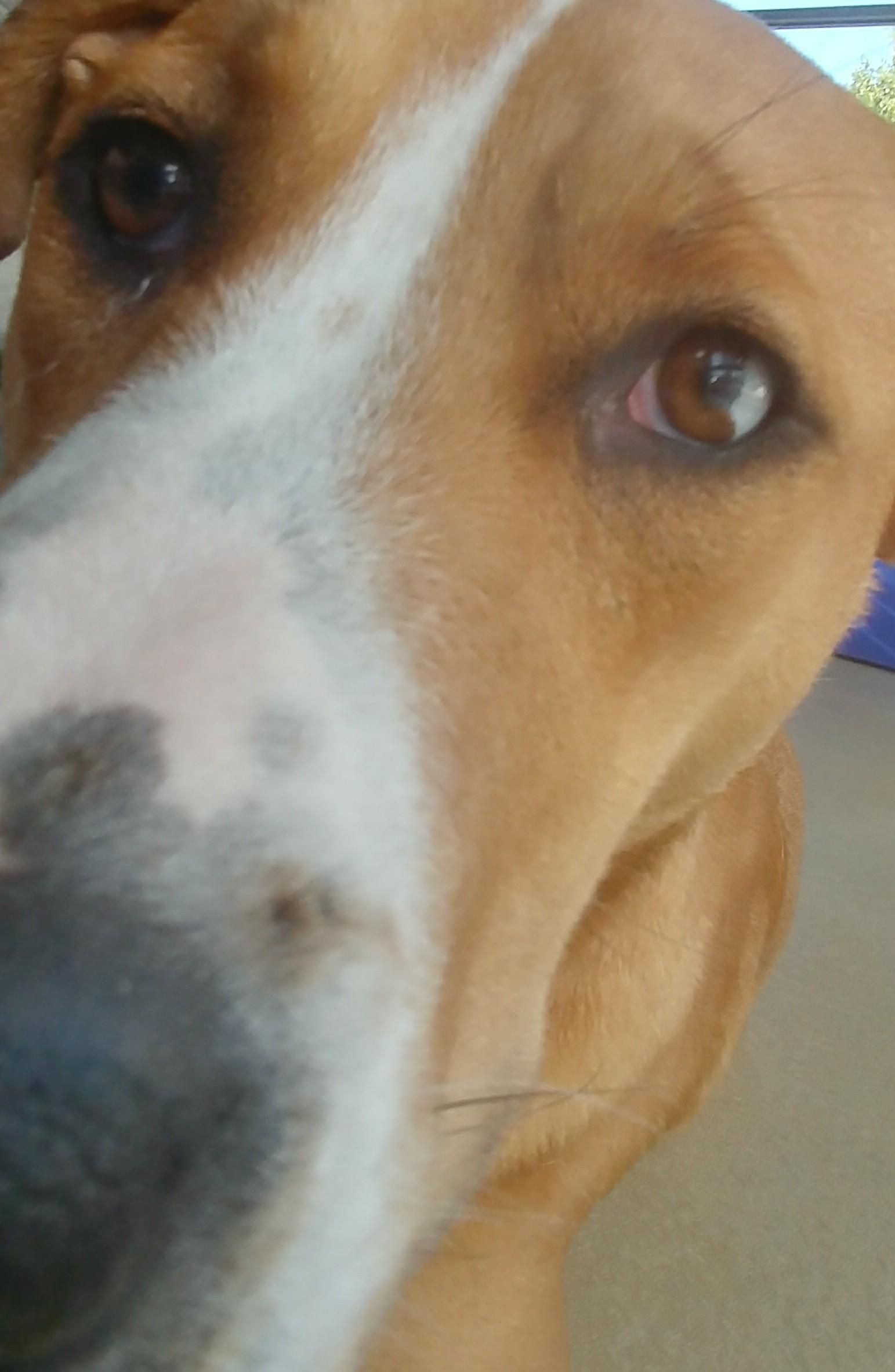 Are Irises Pet Friendly? PatchPets