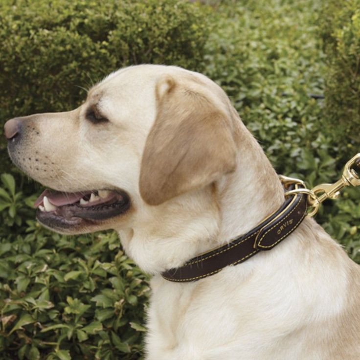 Is Faux Leather Pet Friendly? PatchPets