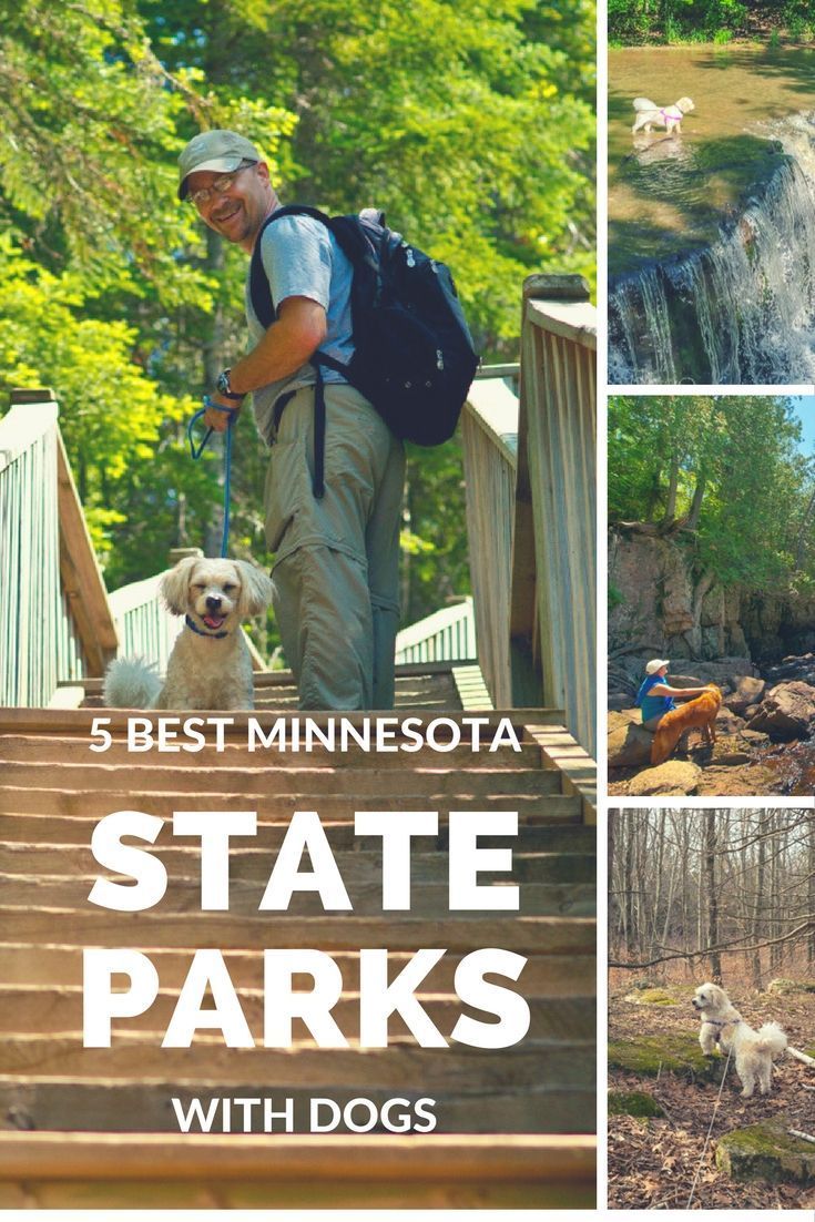 Exploring The Great Outdoors With Pets Enjoying Moran State Park