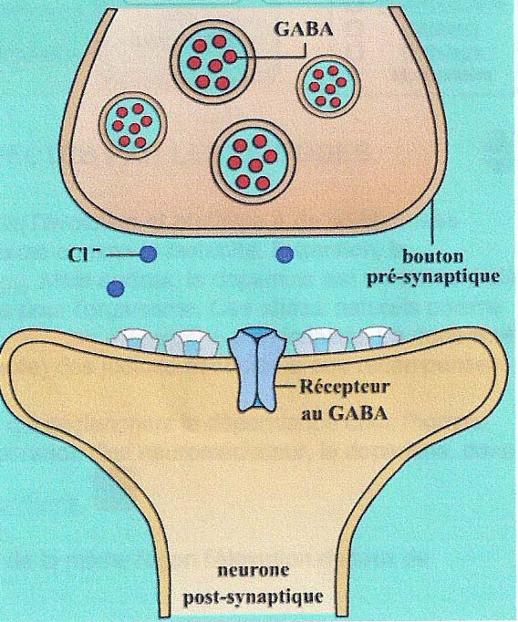 Synapse alcool Pearltrees