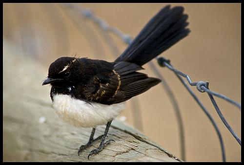Willy Wagtail | Pearltrees 339_x_500_jpg