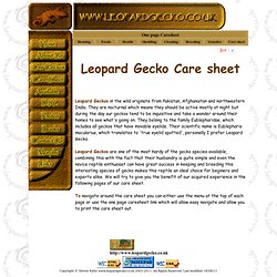 Tiko the Leopard Gecko | Pearltrees