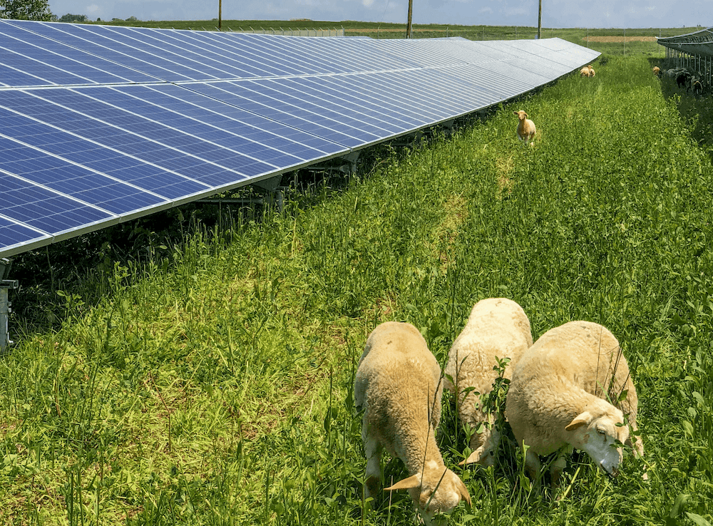 What Is Agrivoltaics? Farming With Solar Panels (And Sheep!) Perch Energy