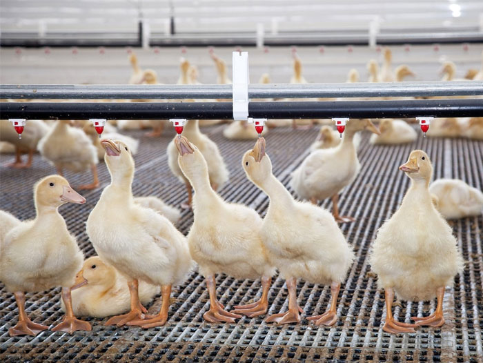 Maple Leaf Farms to Share ‘Story Behind the Duck’ in September inar Perishable News