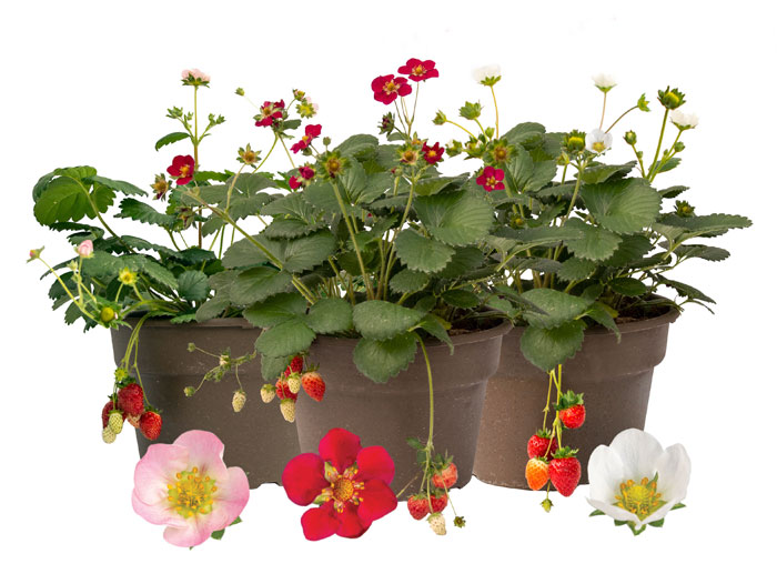 Bushel and Berry Introduces Three New Strawberry Plants Perishable News