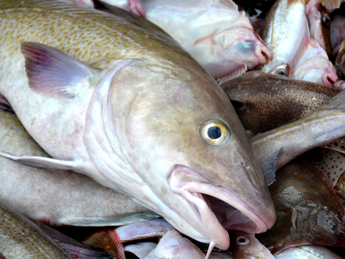 Coronavirus Cases Detected at Alaska Seafood Plant Owned by Seattle