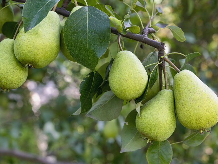 World Apple and Pear Association Presents Annual Southern Hemisphere