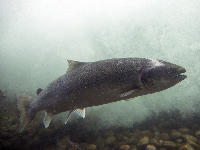 Bristol Bay Salmon A “Vitally Important Economic Engine” Perishable News