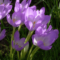 Naked Ladies Personality Type, MBTI - Which Personality?