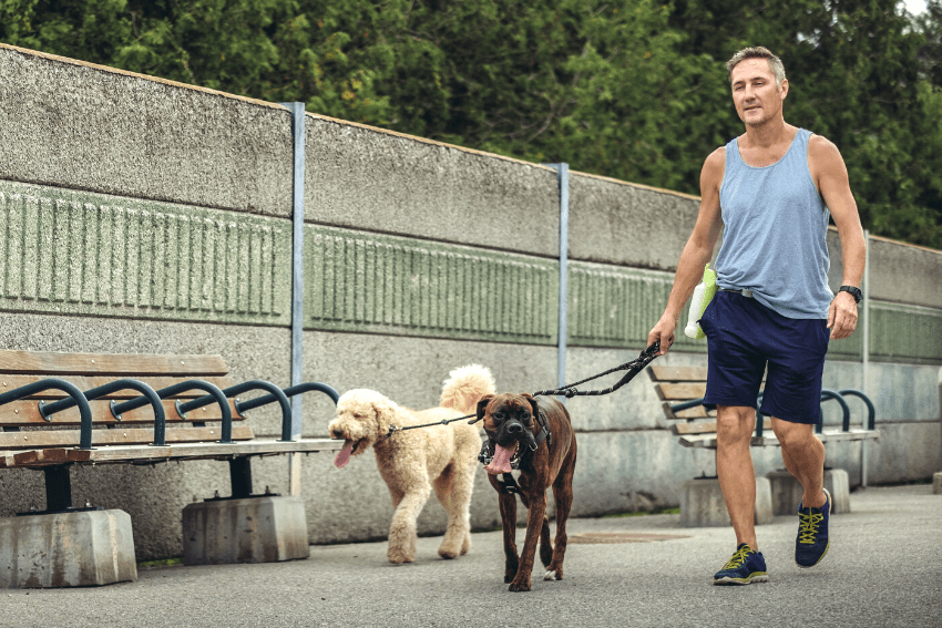 How to Start a Dog Walking Business PetCloud