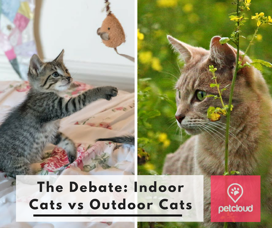 Keeping Your Cat Indoors VS Allowing Them To Roam Outside Blog PetCloud