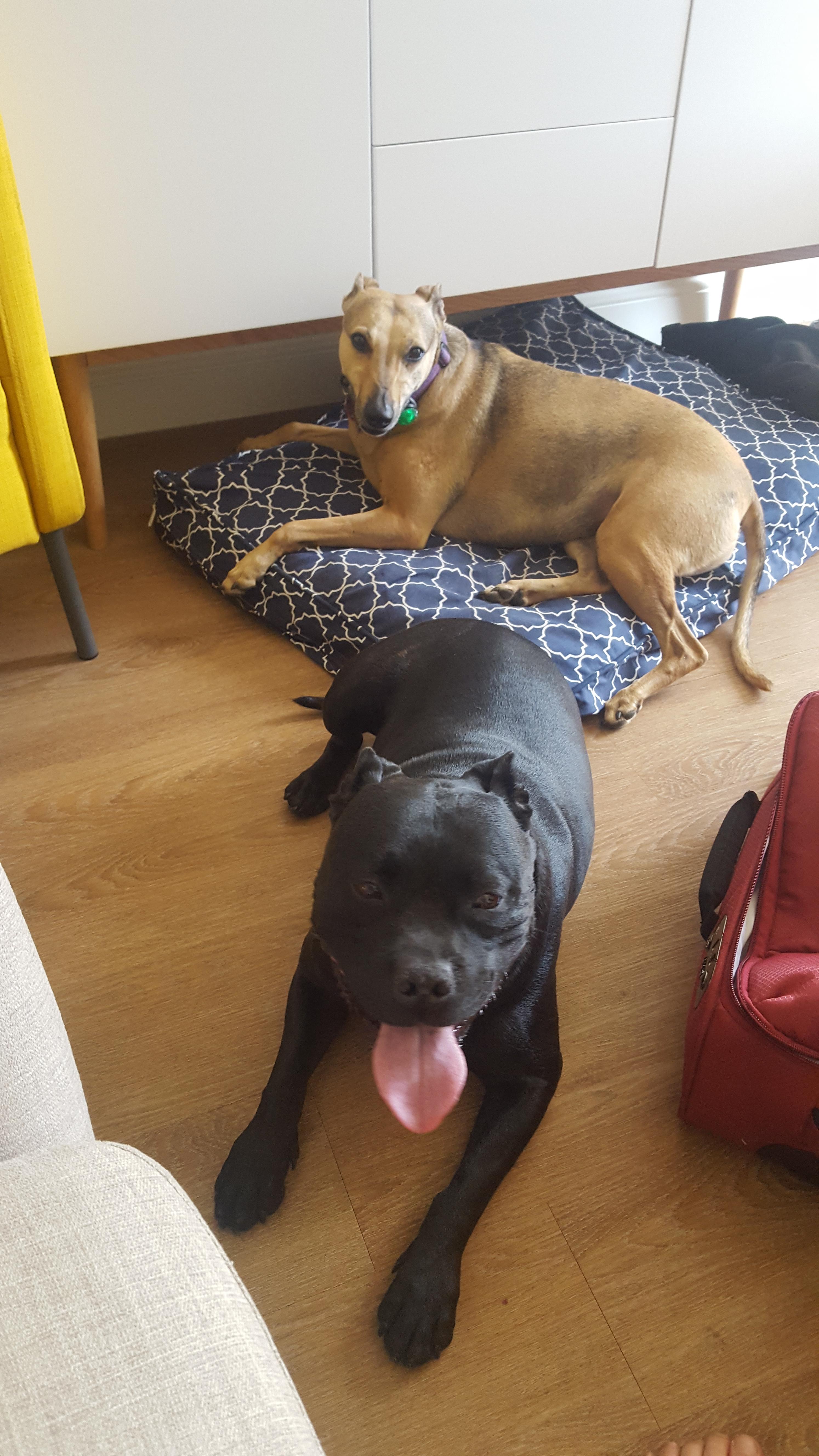 Pet Sitter near me, Pet Sitting in Doncaster East, VIC PetCloud