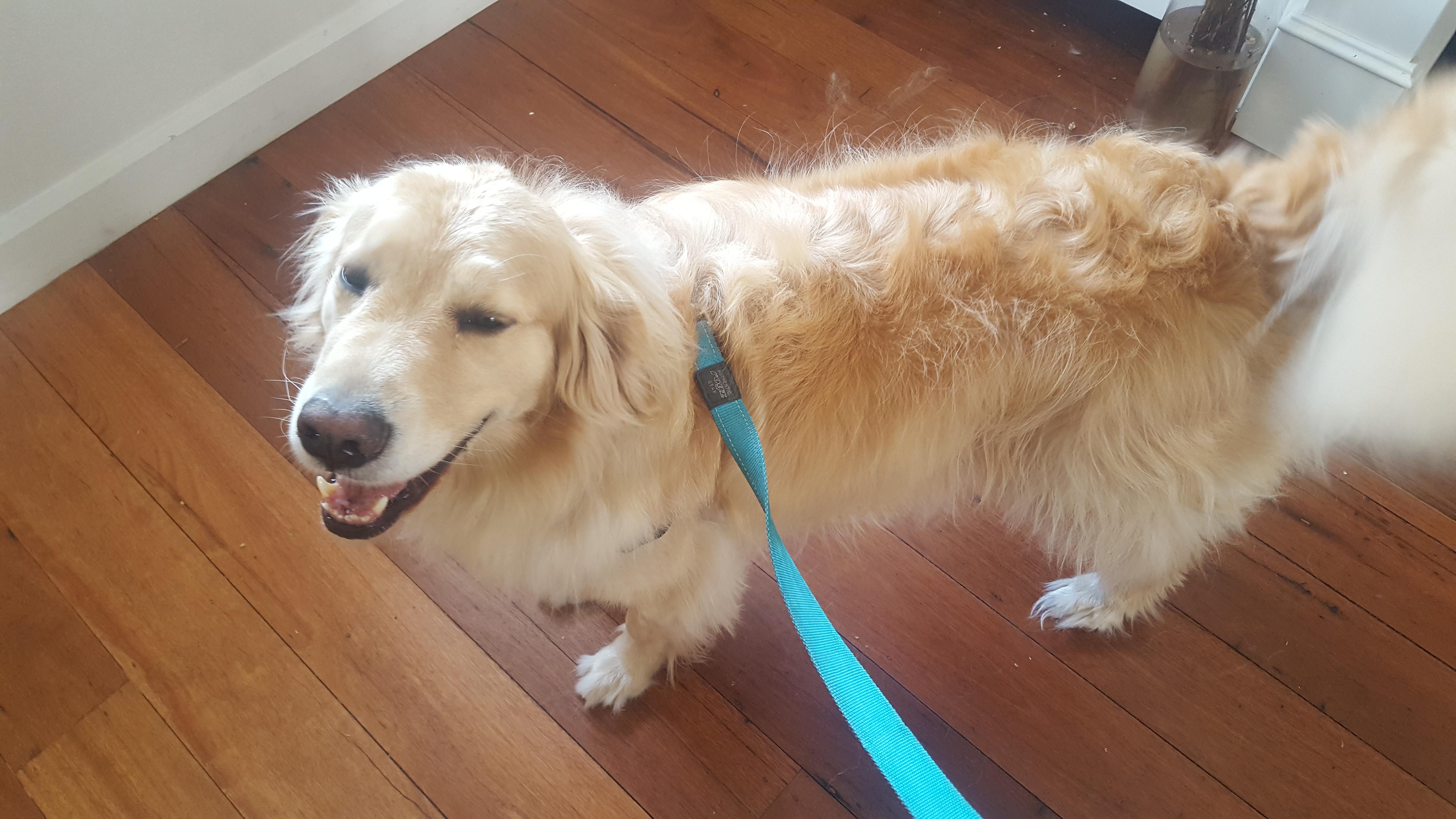 Pet Sitter near me, Pet Sitting in Doncaster East, VIC PetCloud