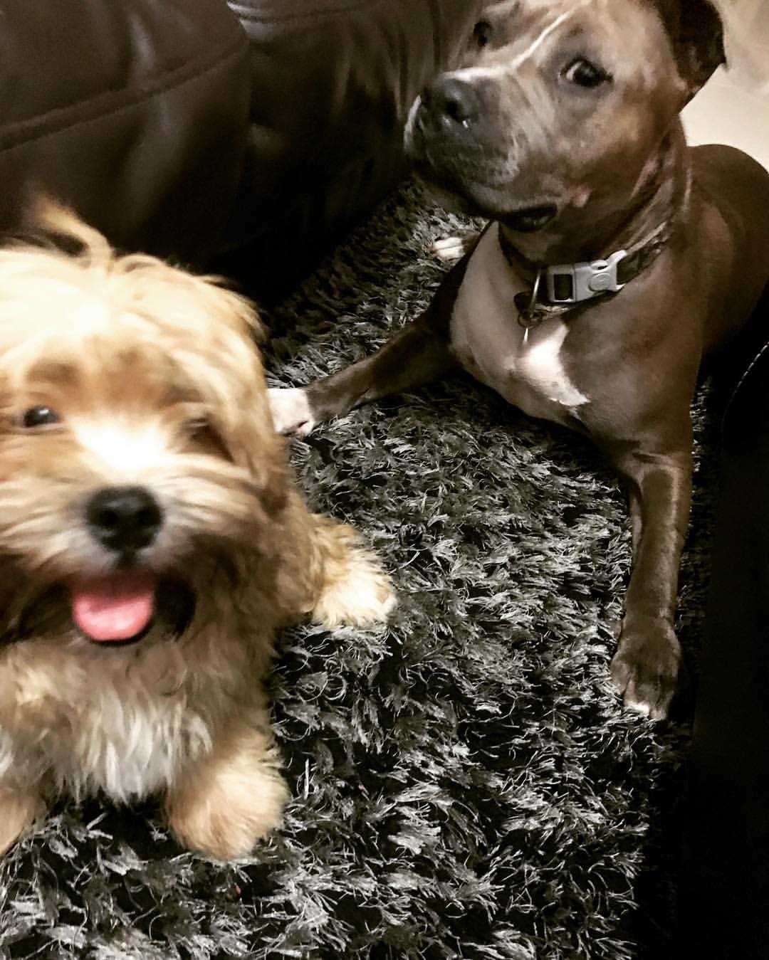 Experienced Pet Sitter Ready to Help Anula, NT PetCloud