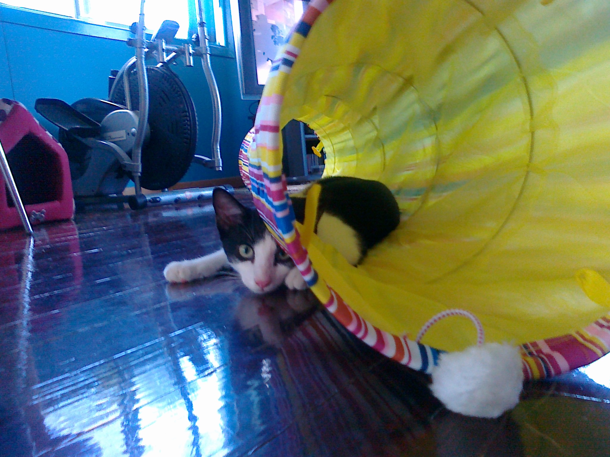 Pet Sitter near me, Pet Sitting in Benowa, QLD PetCloud Jillian R