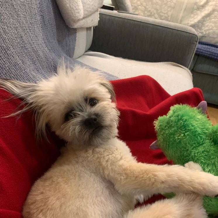 Pet Sitter near me, Pet Sitting in Keilor Park, VIC PetCloud Punya