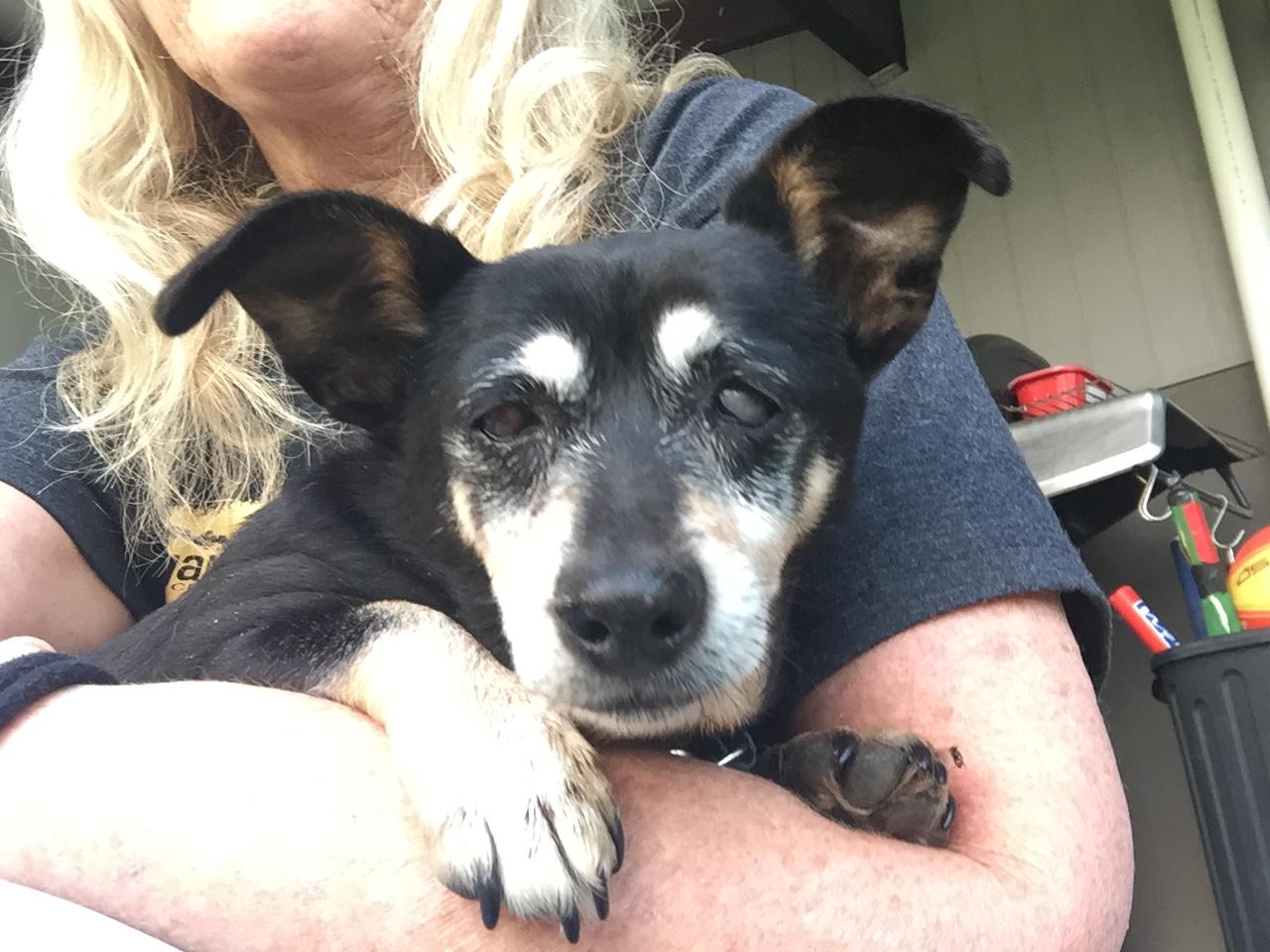 Pet Sitter near me, Pet Sitting in Mackay, QLD PetCloud Fiona H PetCloud