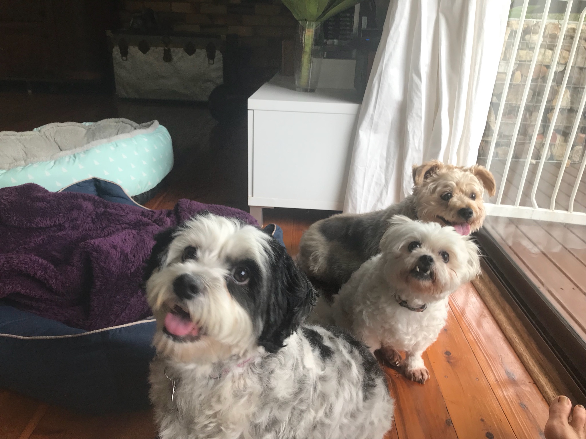 Pet sitting in our own home, Full time Dog sitter