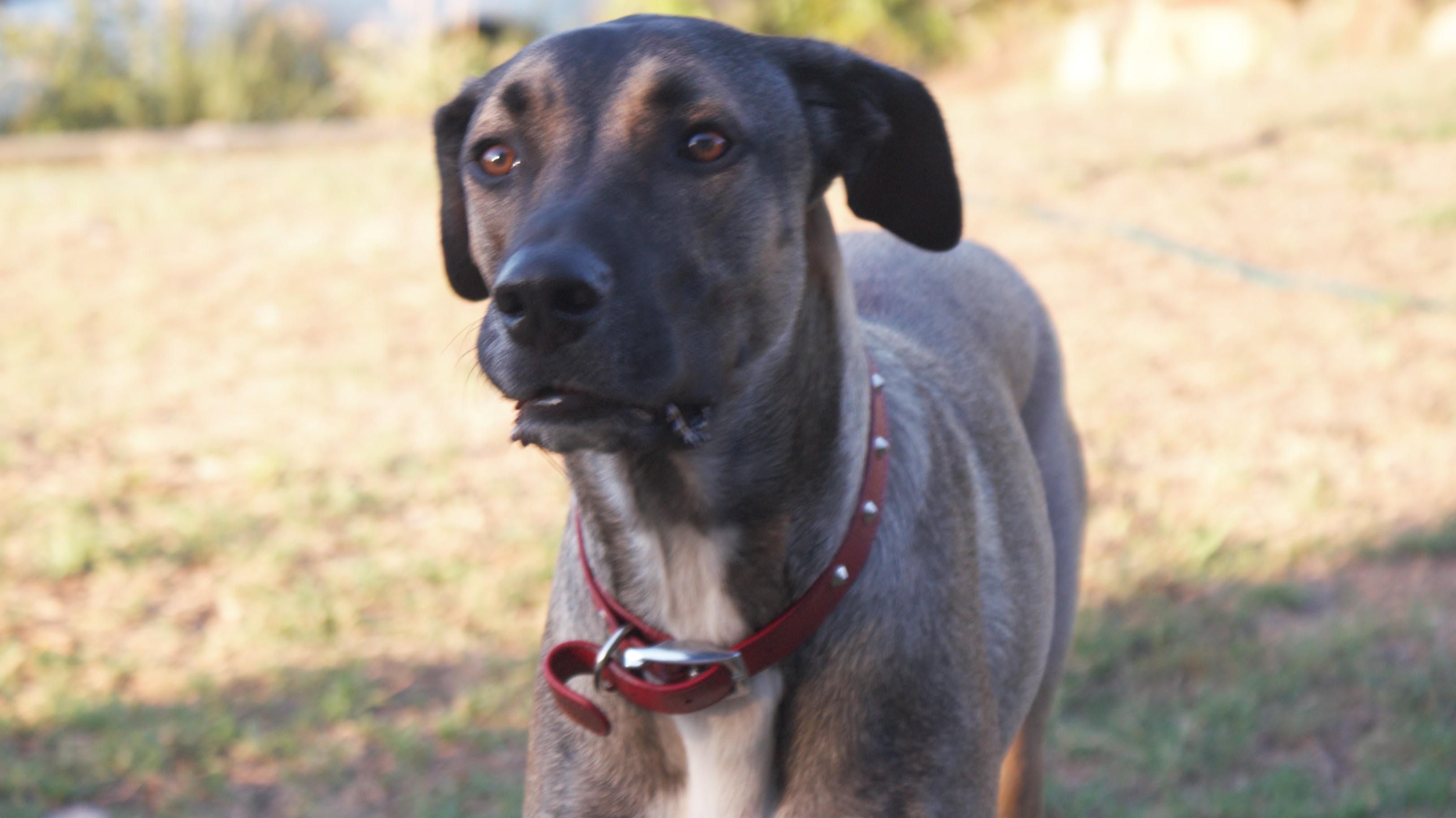 Pet sitting Toowoomba! Cats, rats and everything inbetween! Toowoomba