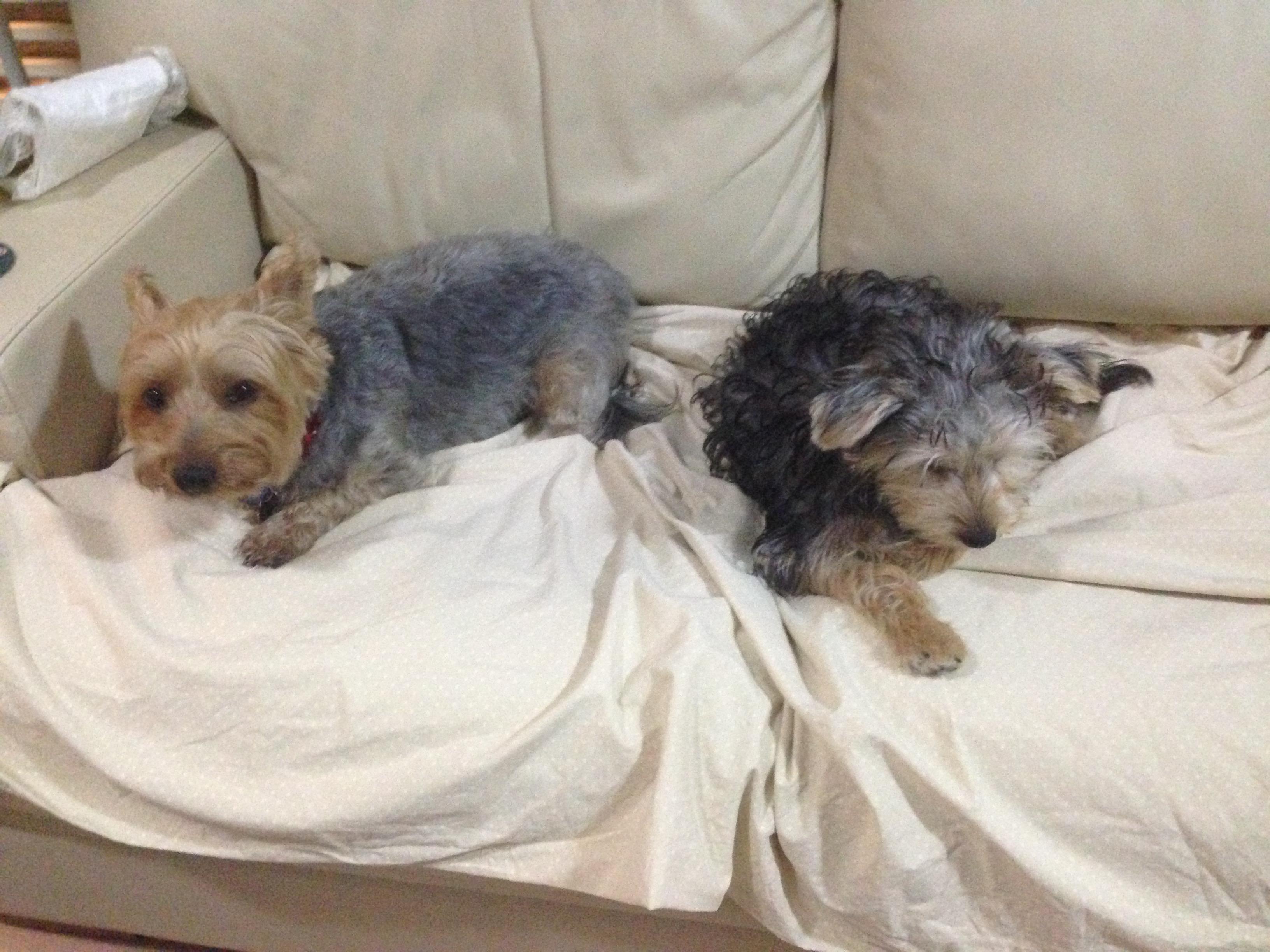 Pet Sitter near me, Pet Sitting in Carindale, QLD PetCloud John J
