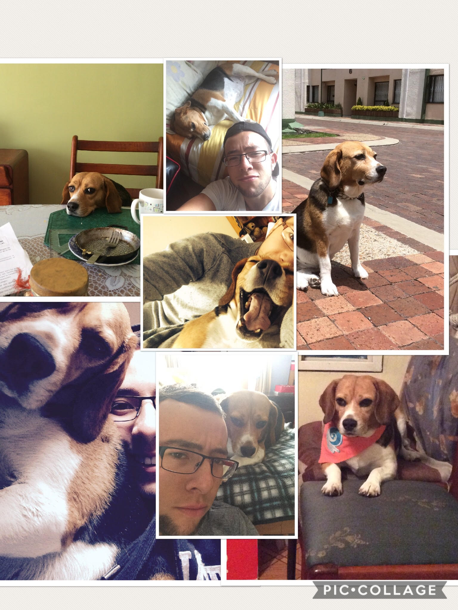 Pet Sitter near me, Pet Sitting in Brisbane City, QLD PetCloud