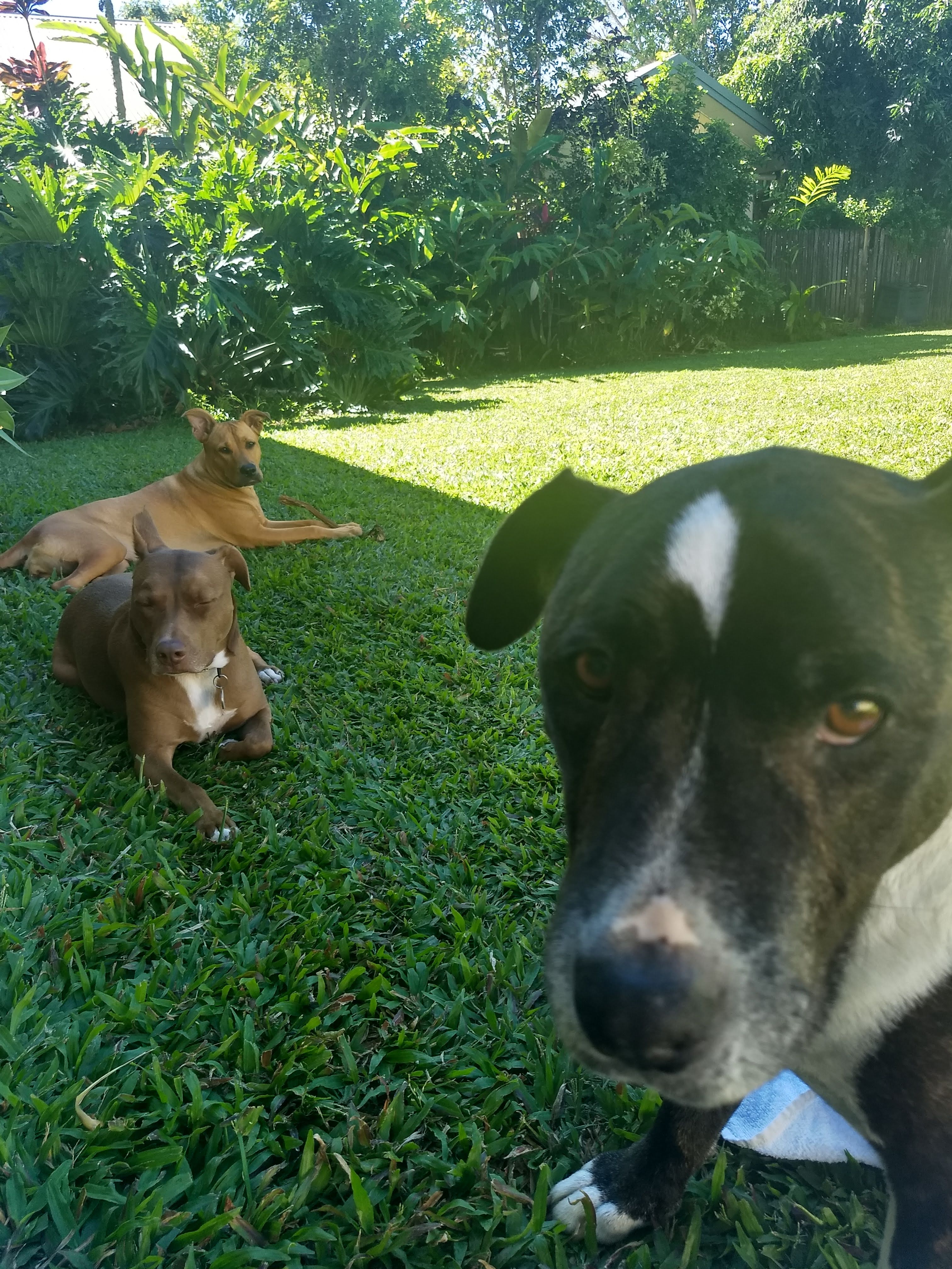 Pet Sitter near me, Pet Sitting in Mount Sheridan, QLD PetCloud