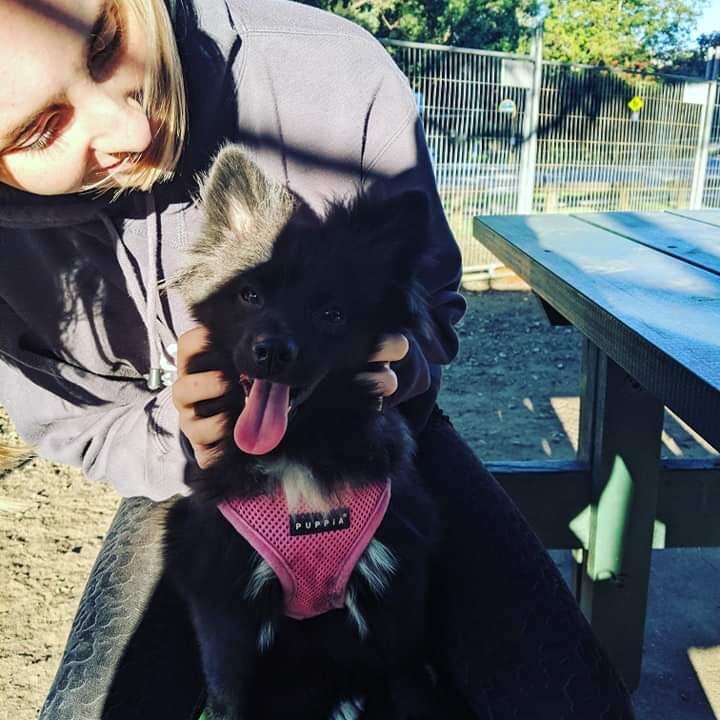 Pet Sitter near me, Pet Sitting in Greenslopes, QLD PetCloud Bec A