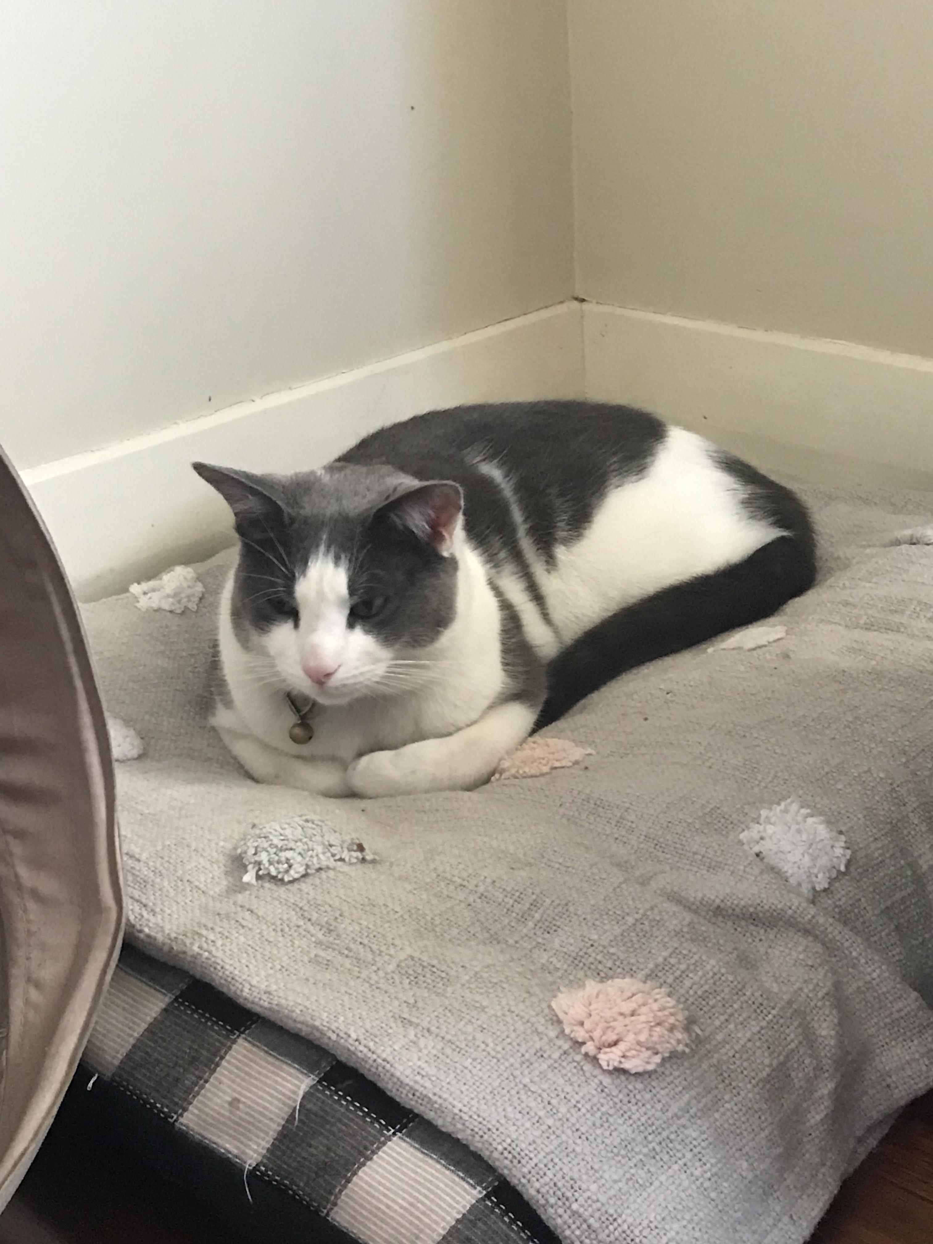 Pet Sitter near me, Pet Sitting in Greenslopes, QLD PetCloud Bec A