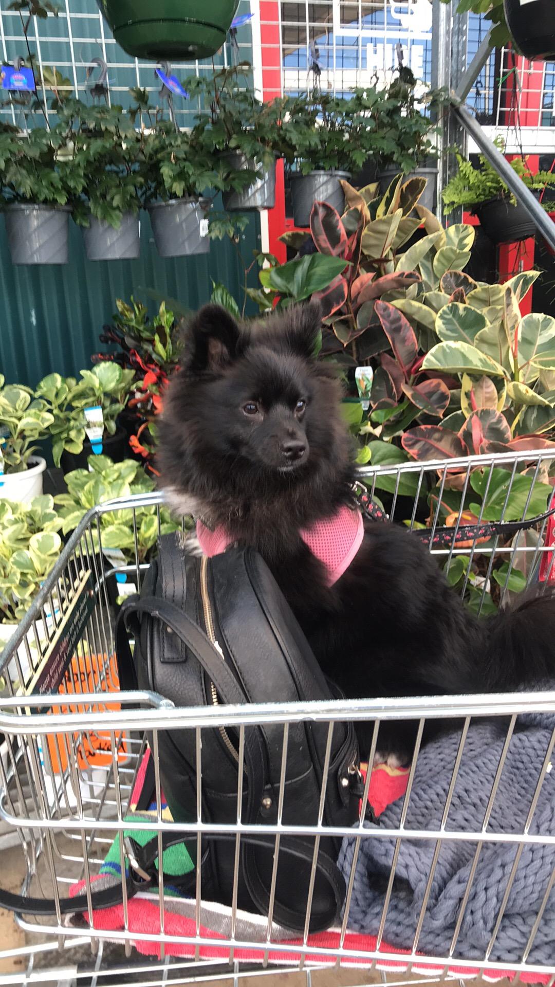 Pet Sitter near me, Pet Sitting in Greenslopes, QLD PetCloud Bec A