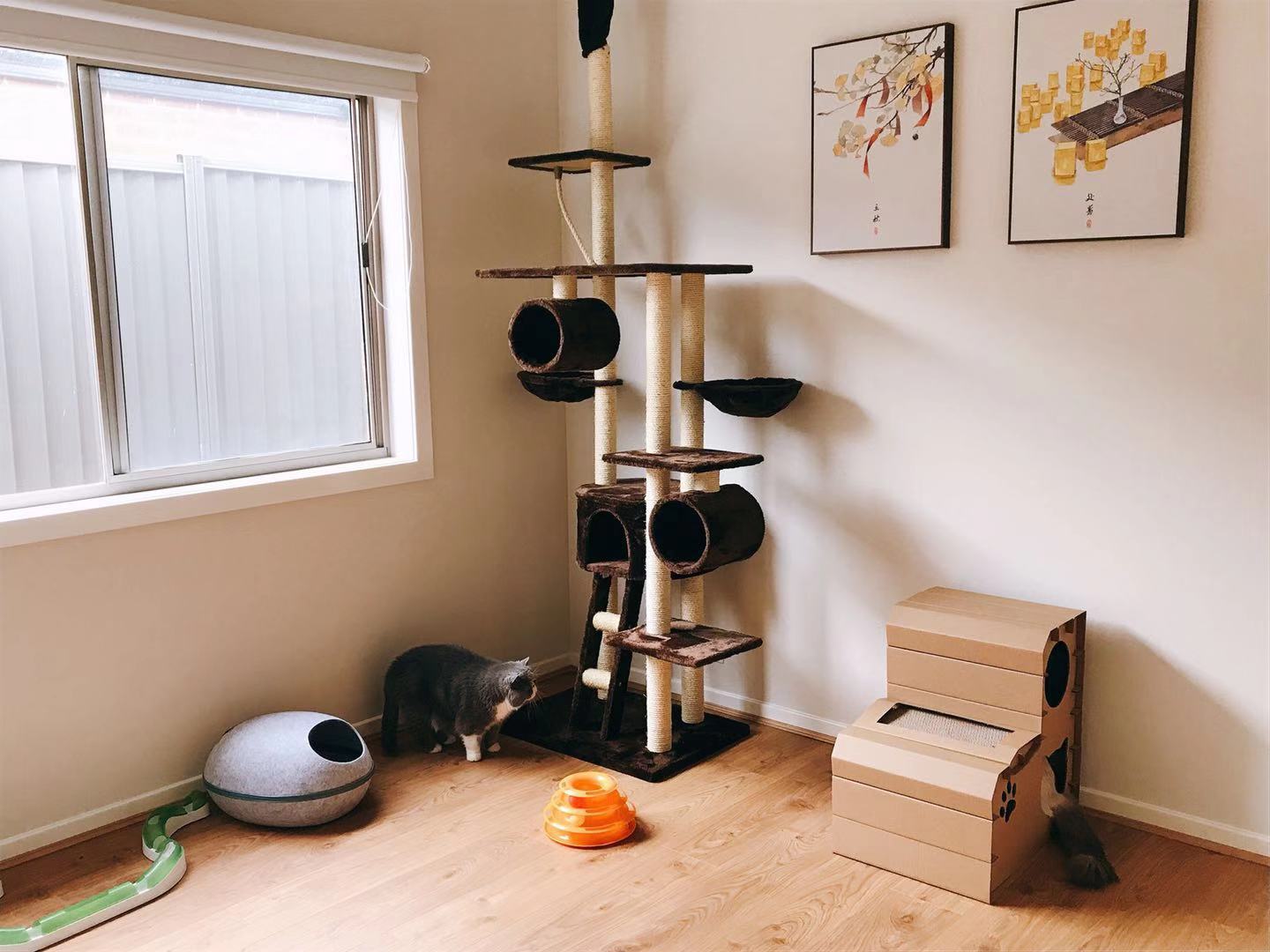 Pet Sitter near me, Pet Sitting in Cranbourne, VIC PetCloud Juee Z