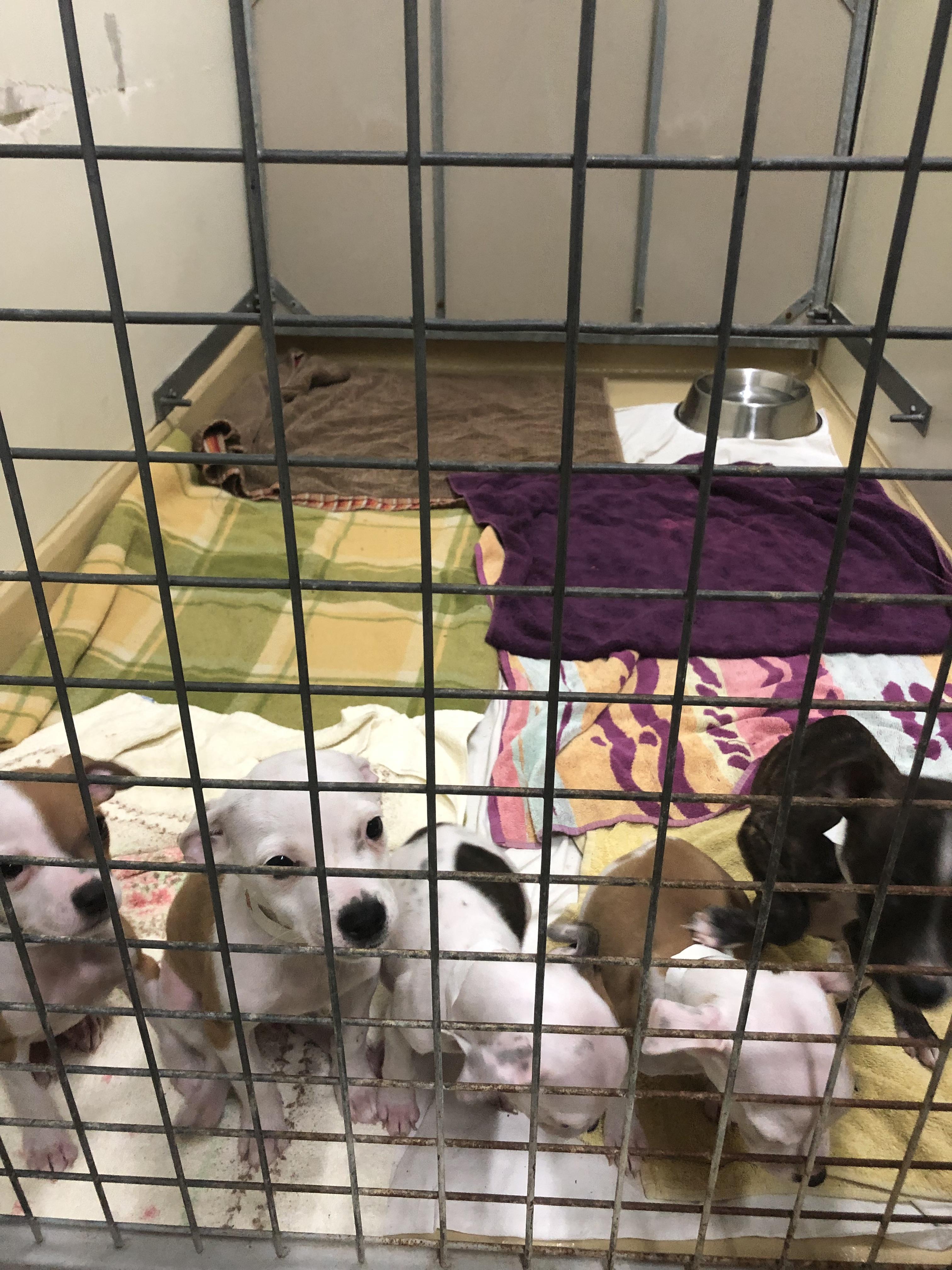 Pet Sitter near me, Pet Sitting in Gowanbrae, VIC PetCloud Joanne P