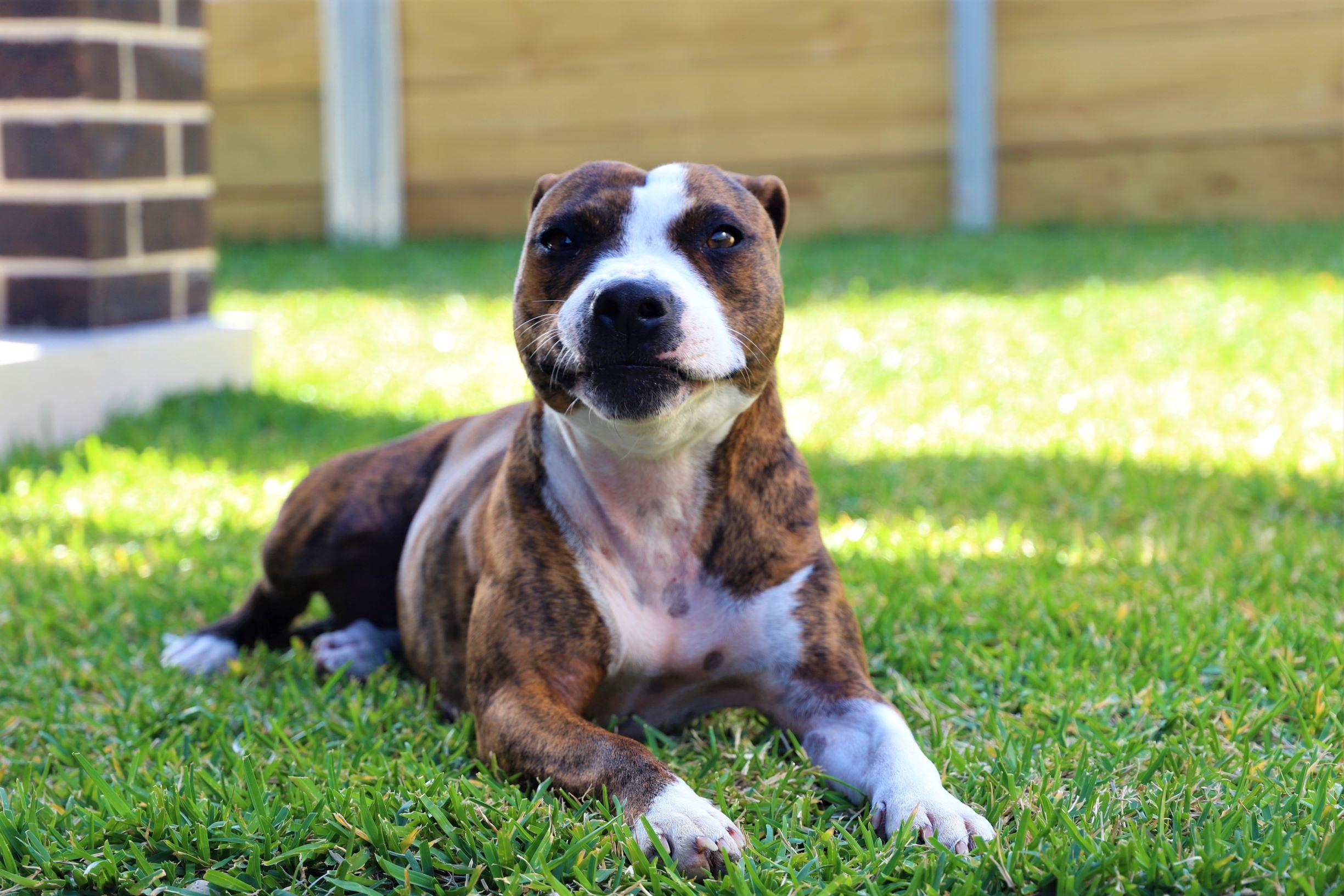 Pet Sitter near me, Pet Sitting in Appin, NSW PetCloud Michiko K