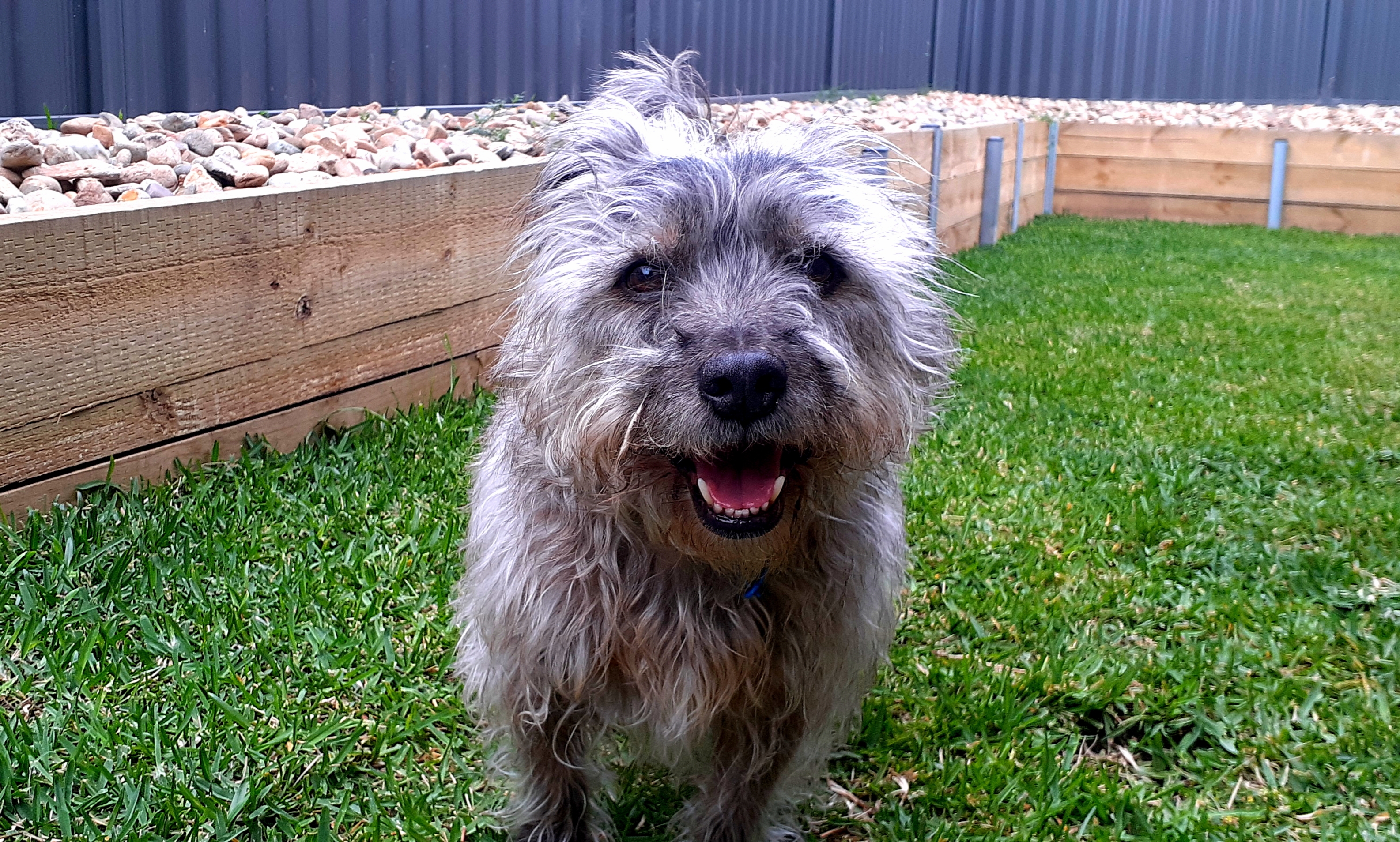 Pet Sitter near me, Pet Sitting in Appin, NSW PetCloud Michiko K