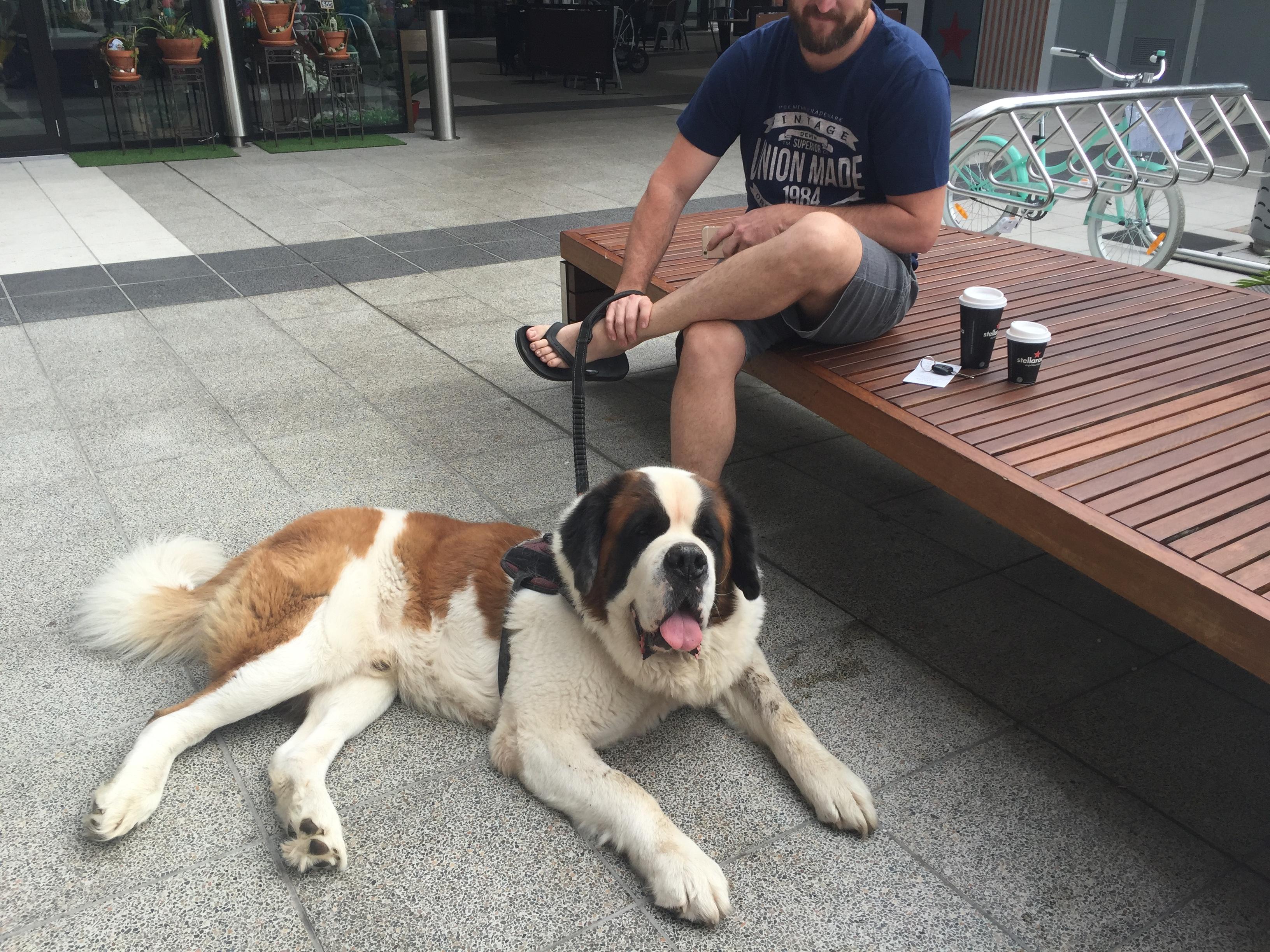 Pet Sitter near me, Pet Sitting in East Mackay, QLD PetCloud Madison j PetCloud