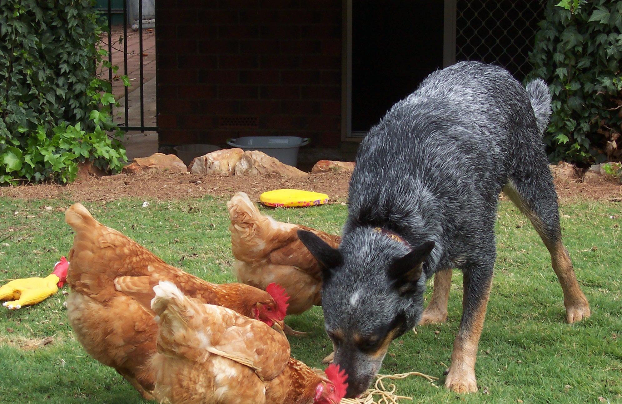 Pet Sitter near me, Pet Sitting in Maryborough, QLD PetCloud Katie