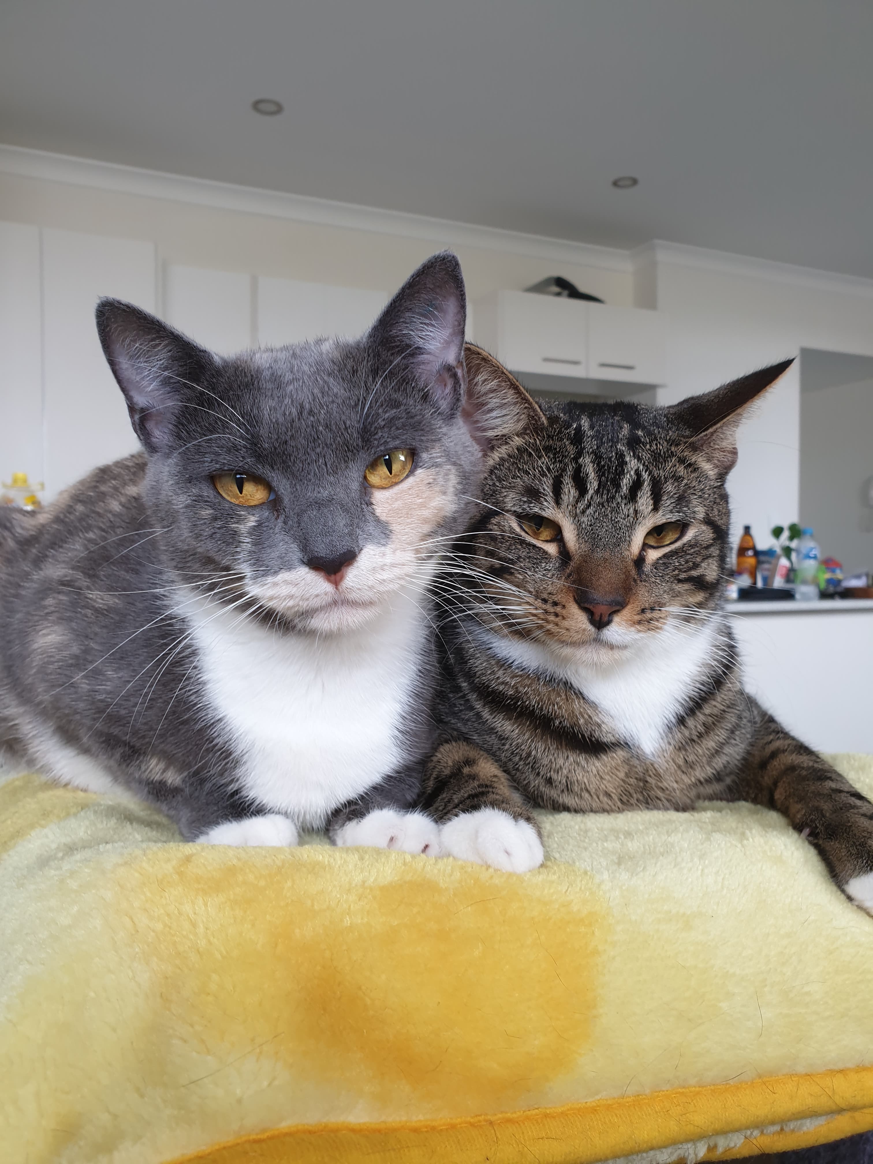 Pet Sitter near me, Pet Sitting in Fitzgibbon, QLD PetCloud Kirsty