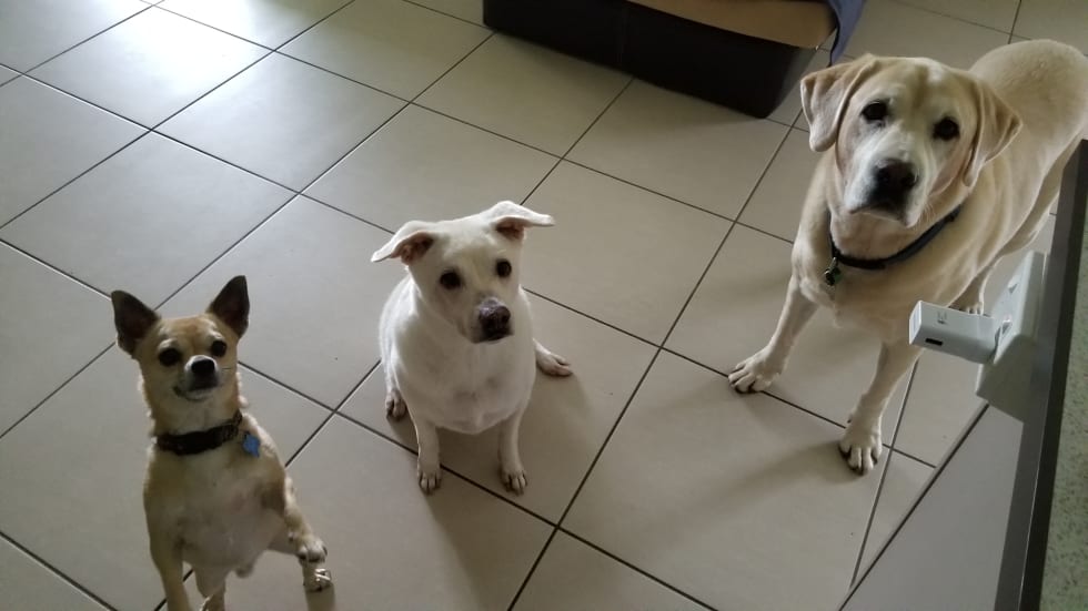 Pet Sitter near me, Pet Sitting in Redlynch, QLD PetCloud Eve C PetCloud