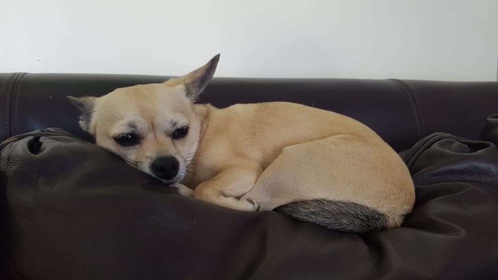 Pet Sitter near me, Pet Sitting in Redlynch, QLD PetCloud Eve C