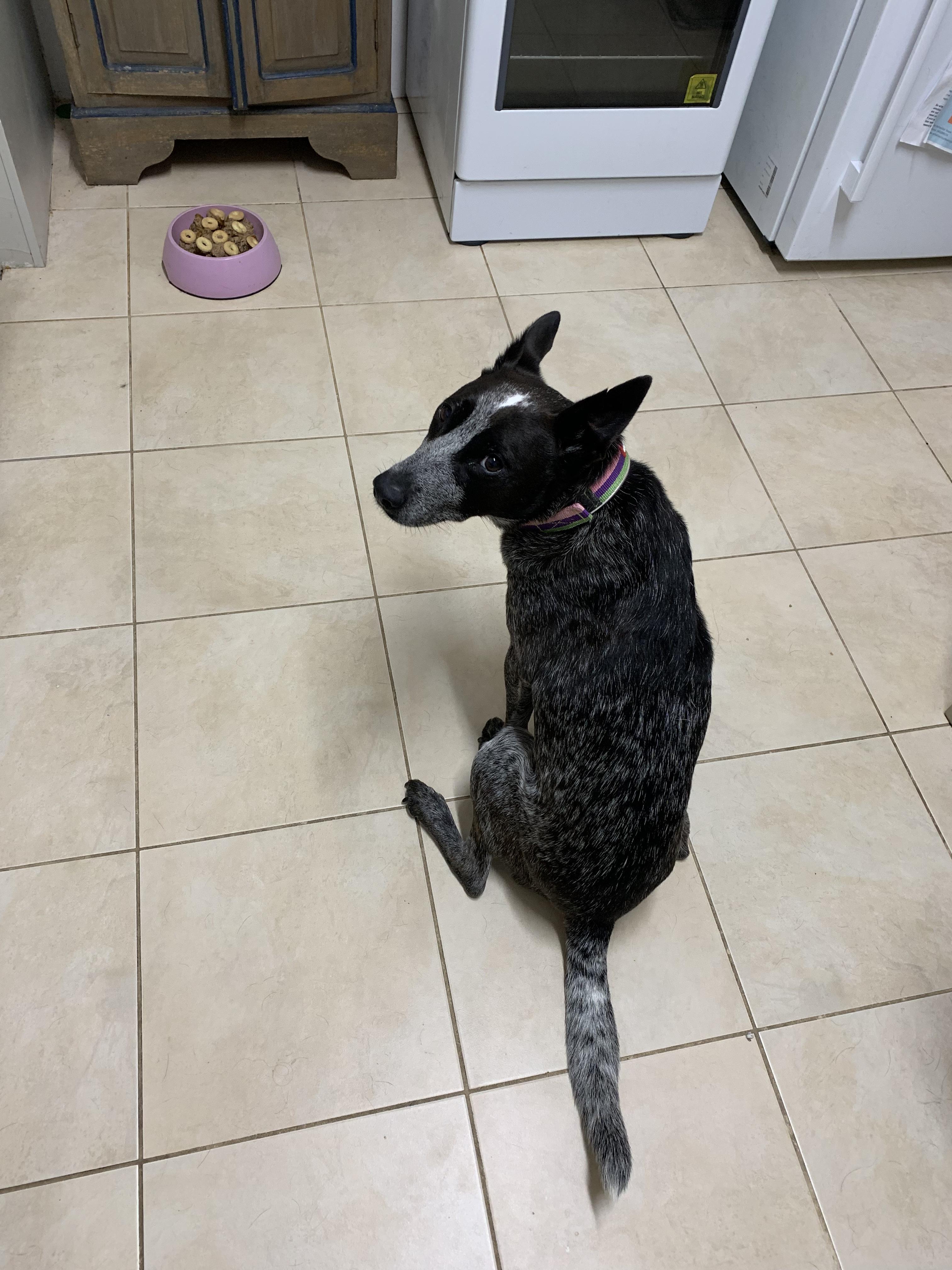 Pet Sitter near me, Pet Sitting in Bankstown, NSW PetCloud Nagore S