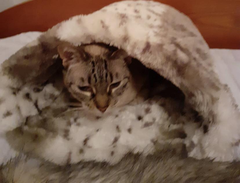 Pet Sitter near me, Pet Sitting in Bankstown, NSW PetCloud Nagore S