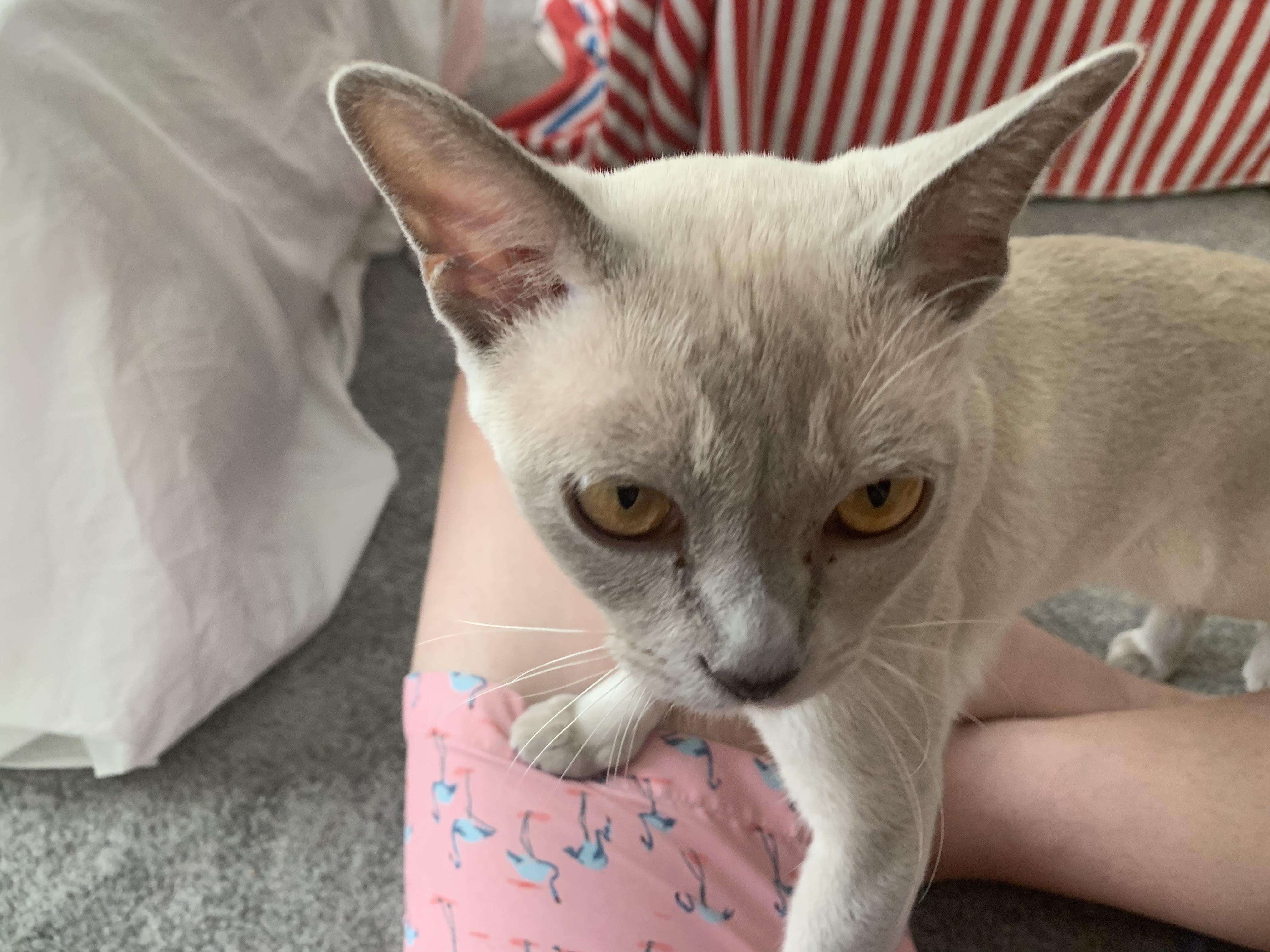 Pet Sitter near me, Pet Sitting in Bankstown, NSW PetCloud Nagore S