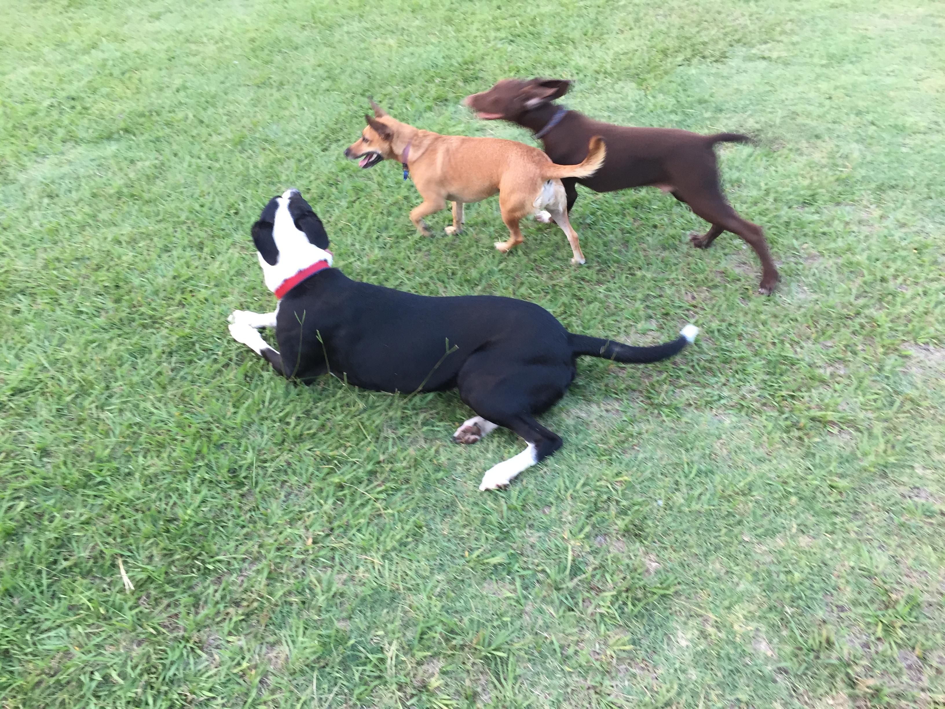 Pet Sitter near me, Pet Sitting in West Footscray, VIC PetCloud